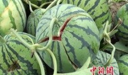 吃瓜爆料大赛每日聚集地 爆炸瓜视频,每日聚集地爆炸瓜视频盘点